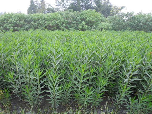 供应3至5分叉夹竹桃