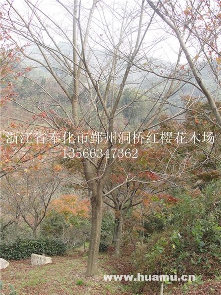 供应大规格早樱/晚樱