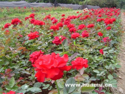 供应丰花月季、红帽月季、黄帽月季、曼海姆、品种月季 ，切花月季，蔷薇