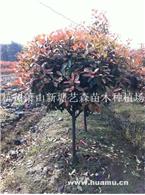 大量供应红叶石楠高杆球