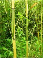 销售竹类植物花卉：早园竹，青竹，紫竹，毛竹，金镶玉竹，刚竹等竹类植物