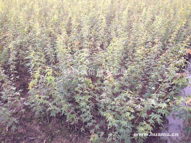 出售1年生鸡爪槭小苗