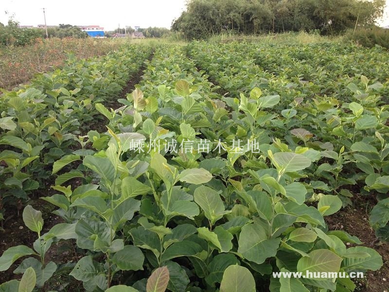 出售1年生玉兰小苗