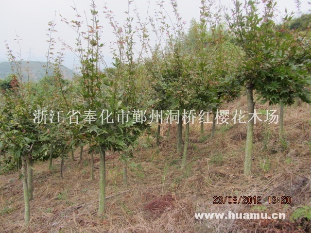 因土地征用，低价本[紧急]处理4公分以上高枝红枫,价格从优