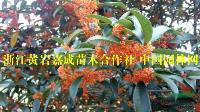 火红丹桂