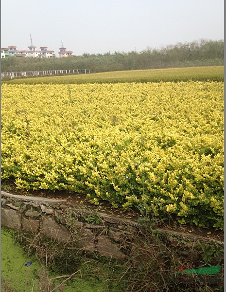 花叶络石桂花亮绿忍冬六道木金丝桃八仙花连翘火棘红叶石楠龙柏