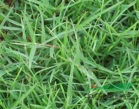 黑麦草百慕大混播