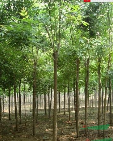 大叶女贞，合欢，杜英，榉树，喜树