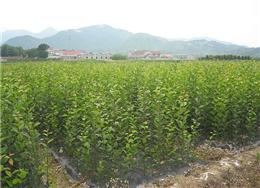 供应垂丝海棠小苗，速生垂丝海棠小苗，高度1--1.5米，量大优惠。