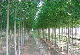 供应杨树小苗，速生杨树小苗，高度0.8--3米，量大优惠。