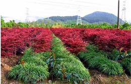 供应红枫小苗，高度0.2--1米，量大优惠。