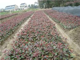 供应红叶石楠小苗，高度0.2米，量大优惠。