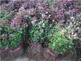 供应紫穗槐，法桐，海桐，红叶小檗