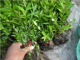 供应绣线菊小苗，高度0.1-0.3米，量大优惠。