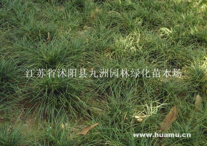 供应沿阶草，质量好，价格低，量大优惠。