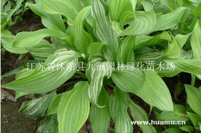 供应玉簪，质量好，价格低，量大优惠。