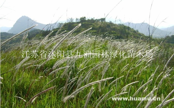 供应芦苇，质量好，价格低，量大优惠。