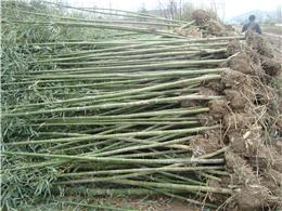 供应刚竹，质量好，价格低，量大优惠。