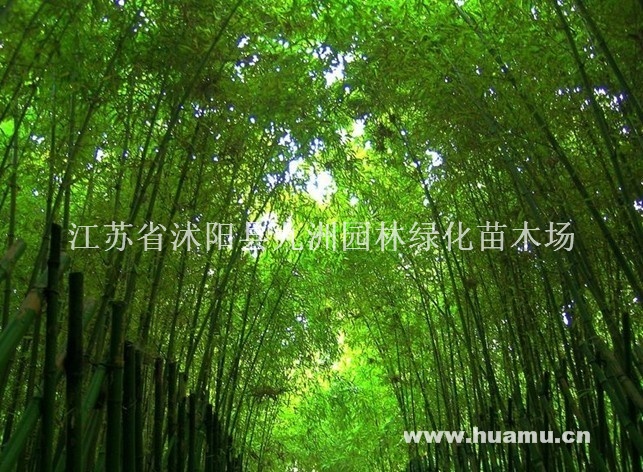 供应凤尾竹，质量好，价格低，量大优惠。
