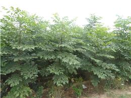 供应栾树小苗，高度1--1.5米，量大优惠。