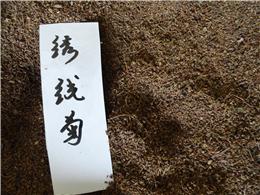 供应绣线菊种子，各种灌木种子，规格齐全