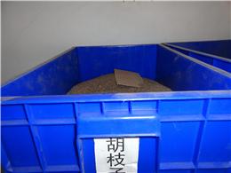 供应胡枝子种子，各种灌木种子，规格齐全