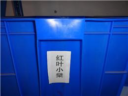 供应红叶小檗种子，各种灌木种子，规格齐全