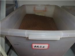 供应多花木兰种子，各种灌木种子，规格齐全