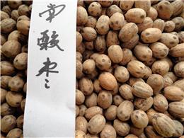 供应南酸枣种子，各种灌木种子，规格齐全