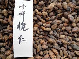 供应小叶榄仁种子，各种灌木种子，规格齐全