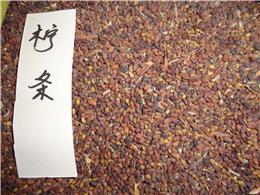 供应柠条种子，各种灌木种子，规格齐全