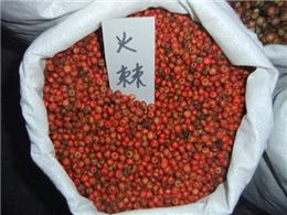 供应火棘种子，各种灌木种子，规格齐全