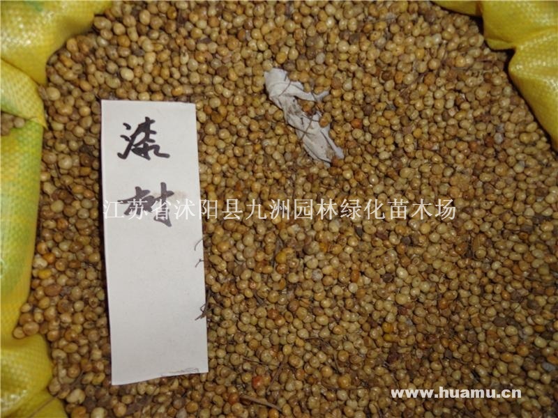 供应漆树种子，各种乔木种子，规格齐全