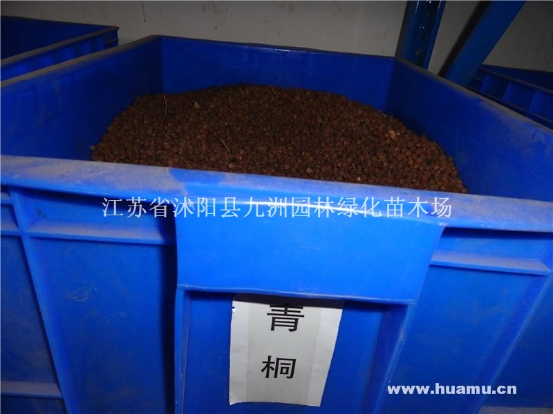 供应青桐种子，各种乔木种子，规格齐全