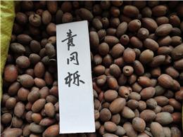 供应青冈栎种子，各种乔木种子，规格齐全