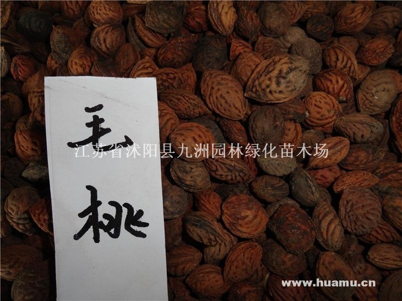 供应毛桃种子，各种果树种子，规格齐全