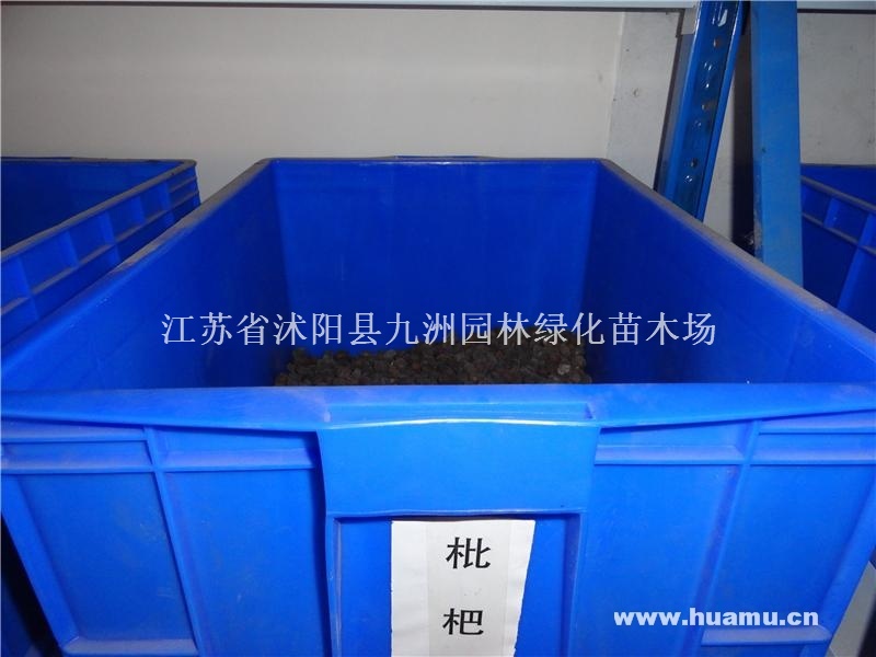 供应枇杷种子，各种果树种子，规格齐全