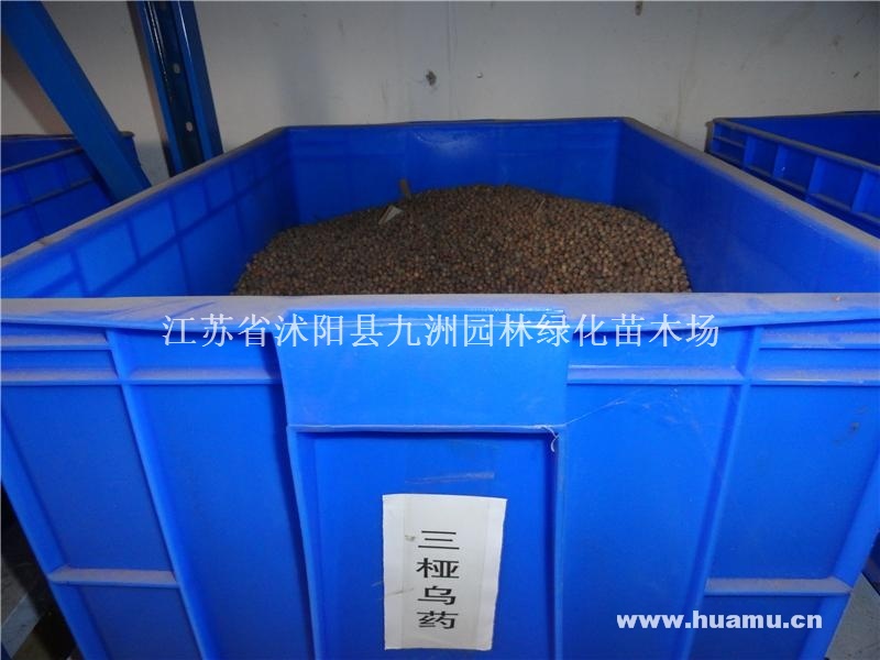 供应三桠乌药种子，各种果树种子，规格齐全