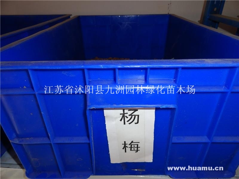 供应杨梅种子，各种果树种子，规格齐全