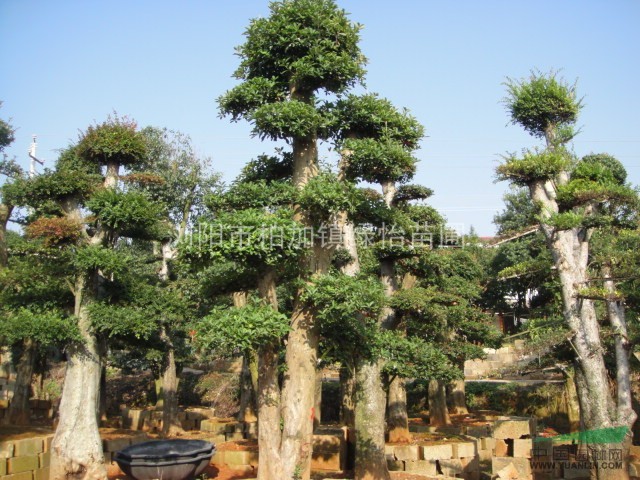 椤木石楠、红叶石楠、红花继木.杜鹃和各种工程绿化苗木