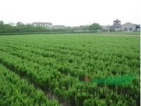蜀桧价格、桧柏苗