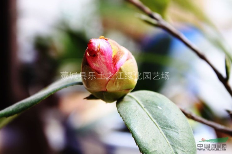 茶梅   优质绿化苗木 茶梅 茶梅色块 茶梅球 茶梅树 茶梅