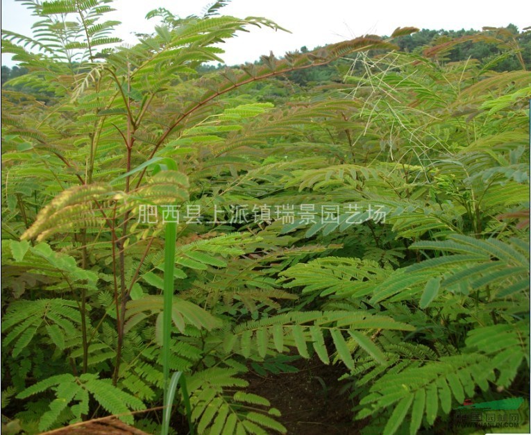 供合欢.栾树.三角枫.紫薇一年生苗