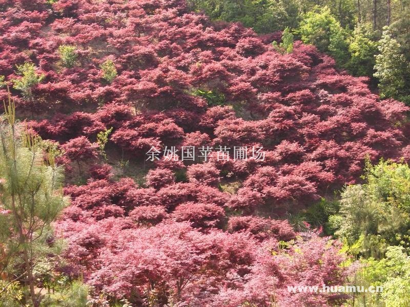 四明山直销3-15公分红枫、樱花、垂丝海棠