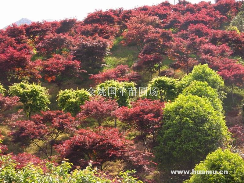 红枫、樱花、桂花、红（白）玉兰、垂丝海棠、杨梅青枫、羽毛枫、五针松、罗汉松、桂花、鸡爪槭、茶花、广玉兰