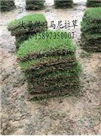 重庆草皮（重庆绿化草坪）价格