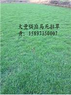 长沙草皮“湖南郴州草皮供应”