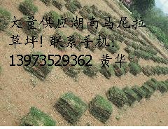 湖北荆州草皮