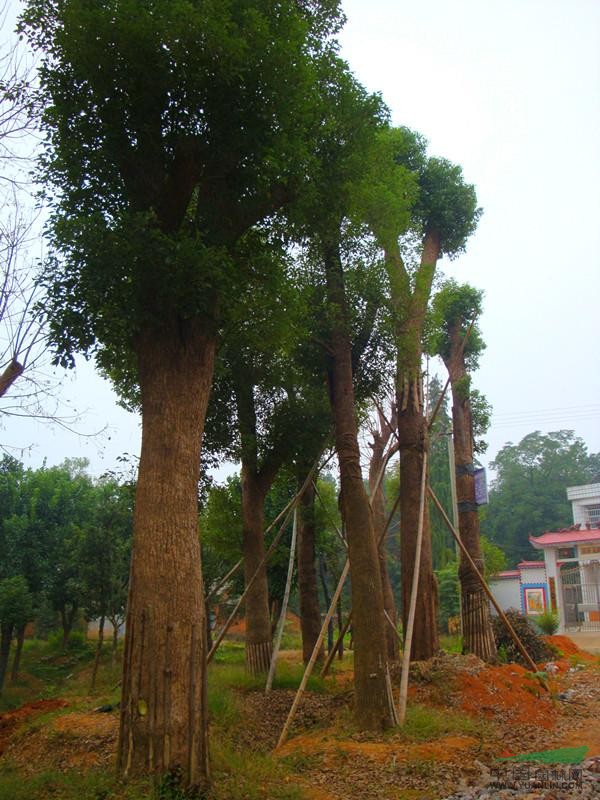 供应香樟树、油茶树、椤木石楠、栾树、红果冬青