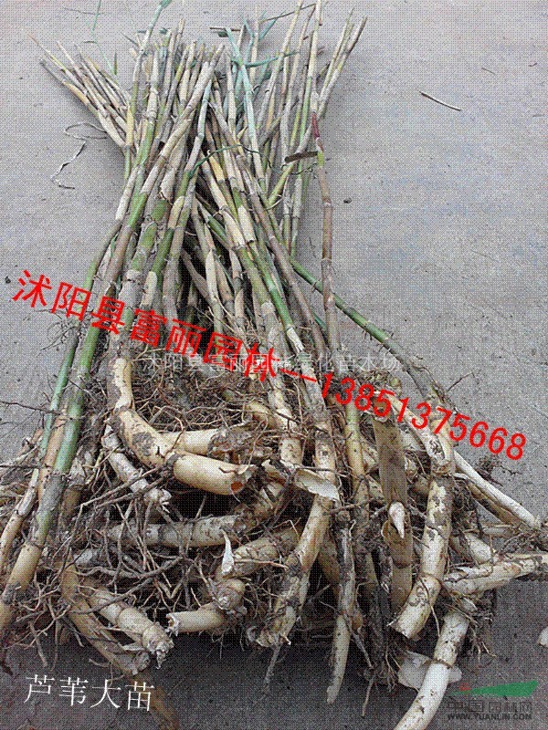 香蒲，芦苇基地，香蒲，芦苇价格-沭阳水生植物基地批发